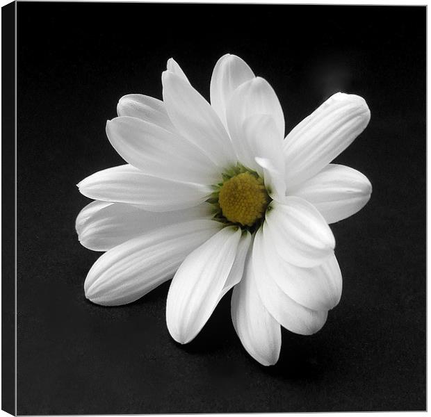 White Chrysanthmum Canvas Print by Pete Holloway