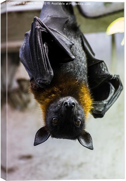 Greater Indian fruit bat Canvas Print by Jason Wells