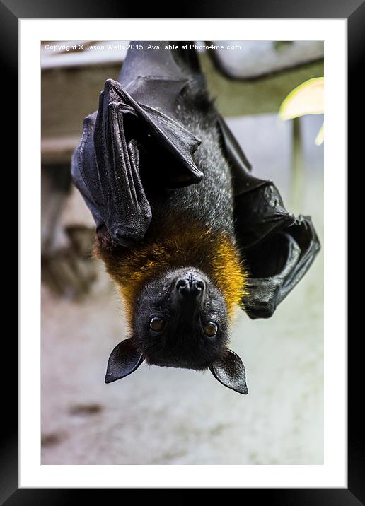 Greater Indian fruit bat Framed Mounted Print by Jason Wells