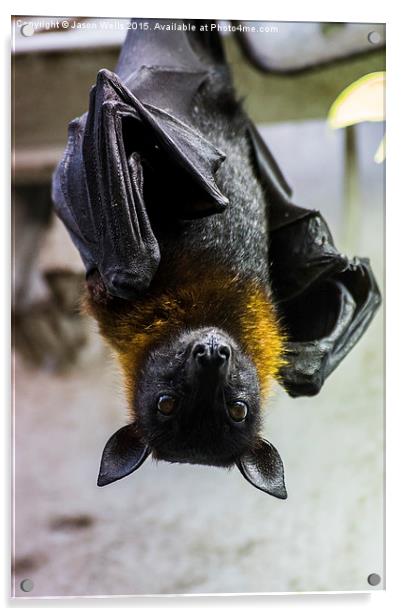 Greater Indian fruit bat Acrylic by Jason Wells