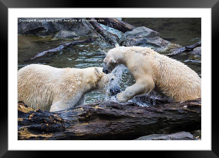 Pair of polar bears playing together in the water Framed Mounted Print by Jason Wells