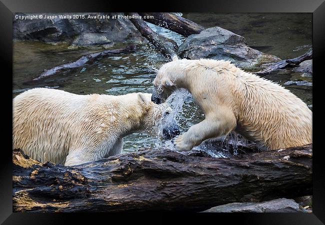 Pair of polar bears playing together in the water Framed Print by Jason Wells