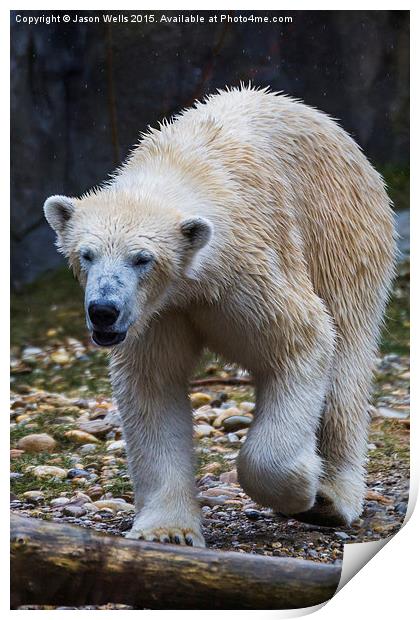 Close-up of a polar bear wondering around Print by Jason Wells