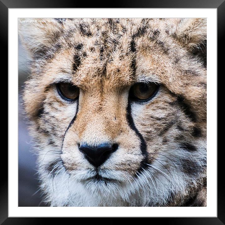 Portrait of a Cheetah Framed Mounted Print by Jason Wells