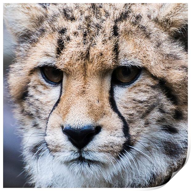 Portrait of a Cheetah Print by Jason Wells