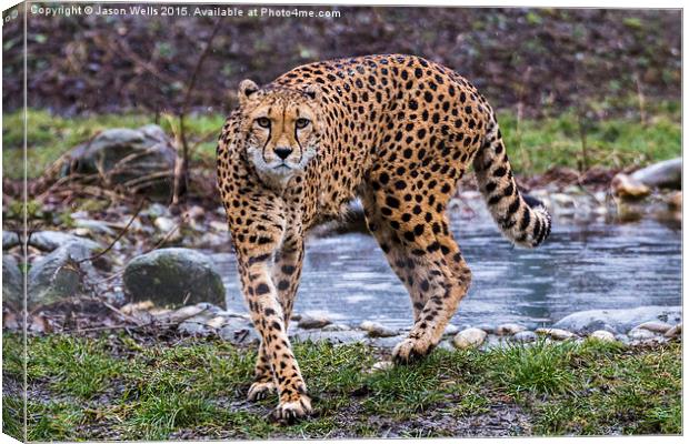 Cheetah on the prowl Canvas Print by Jason Wells