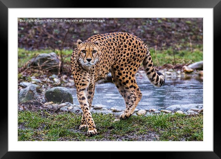 Cheetah on the prowl Framed Mounted Print by Jason Wells