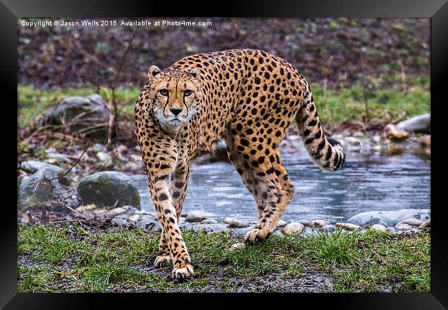 Cheetah on the prowl Framed Print by Jason Wells