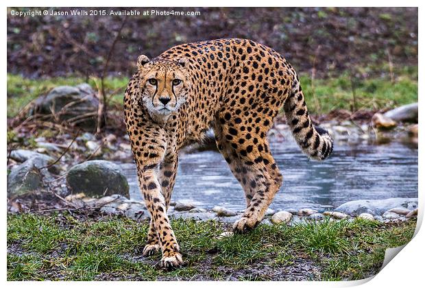 Cheetah on the prowl Print by Jason Wells
