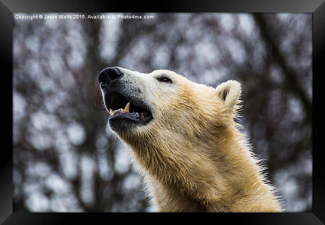 Portrait of a Polar Bear Framed Print by Jason Wells