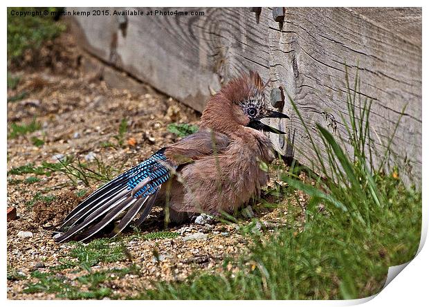 Juvenile Jay  Print by Martin Kemp Wildlife