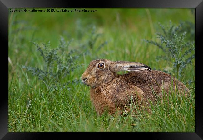 Brown Hare  Framed Print by Martin Kemp Wildlife