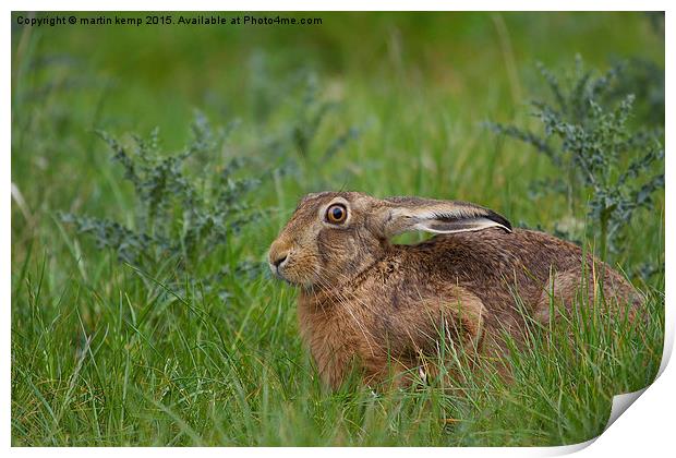 Brown Hare  Print by Martin Kemp Wildlife