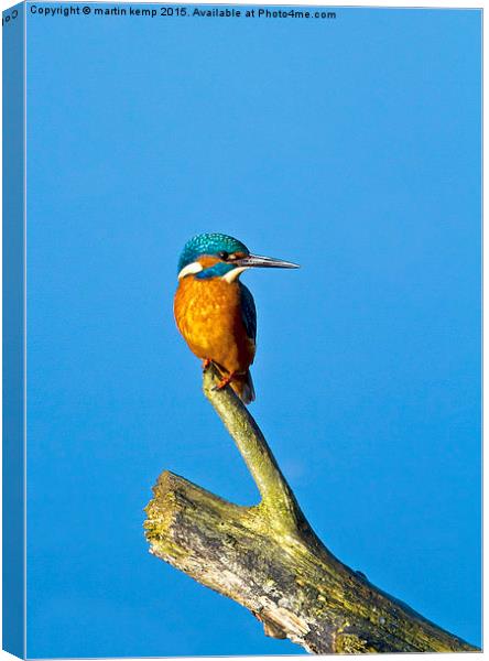 Kingfisher LF  Canvas Print by Martin Kemp Wildlife