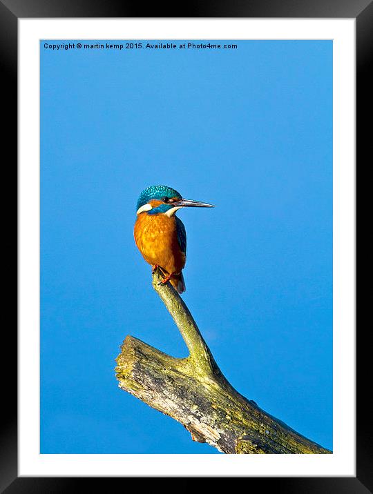 Kingfisher LF  Framed Mounted Print by Martin Kemp Wildlife