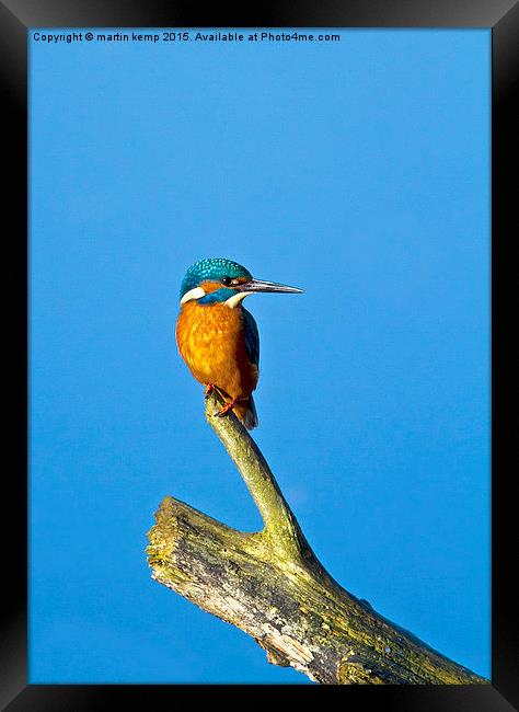 Kingfisher LF  Framed Print by Martin Kemp Wildlife