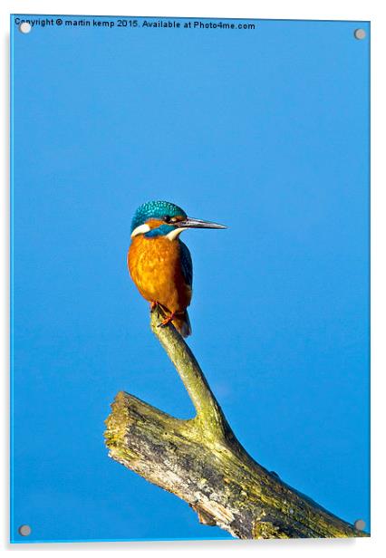 Kingfisher LF  Acrylic by Martin Kemp Wildlife