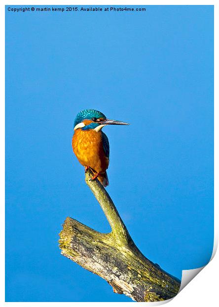 Kingfisher LF  Print by Martin Kemp Wildlife