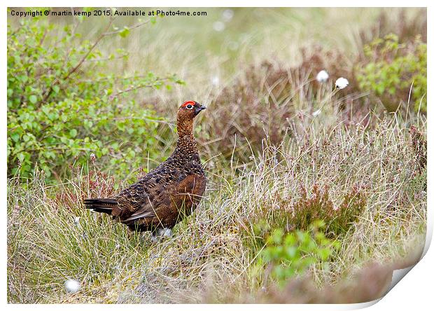 Red Grouse   Print by Martin Kemp Wildlife