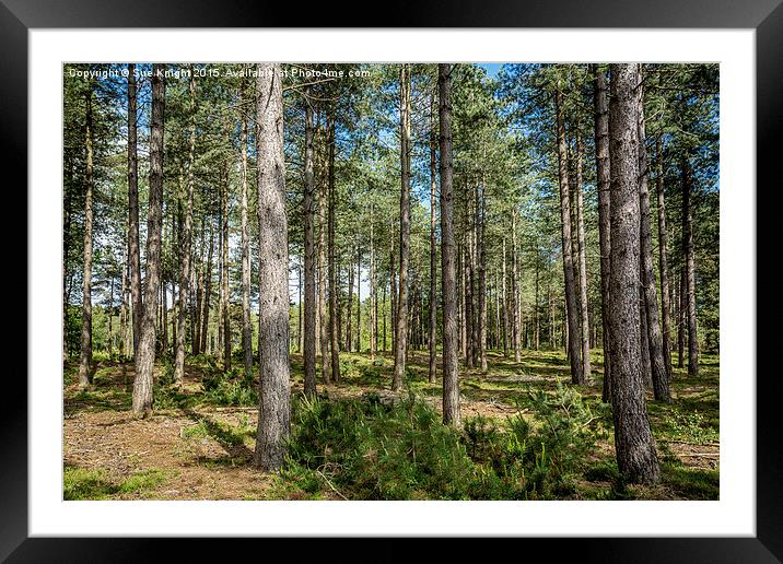  A walk at Dibden Inclosure Framed Mounted Print by Sue Knight