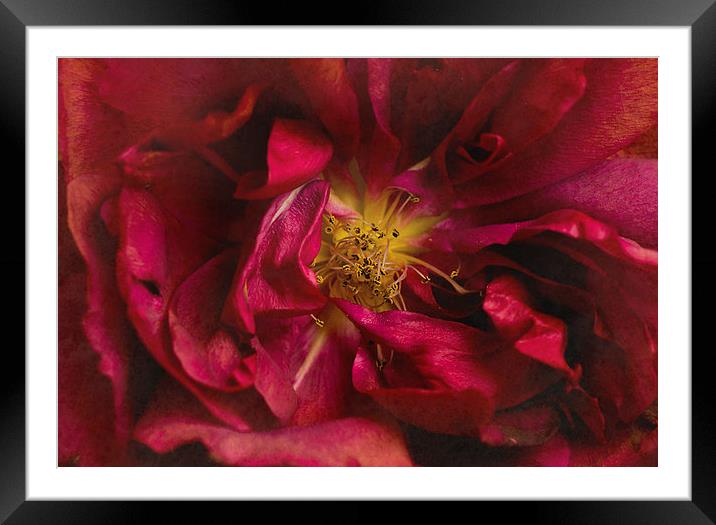 Beauty Even in Death  Framed Mounted Print by Jacqi Elmslie