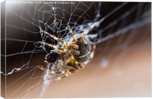  Spider Canvas Print by Mark Roper