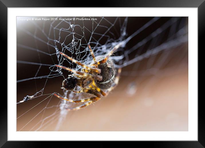  Spider Framed Mounted Print by Mark Roper