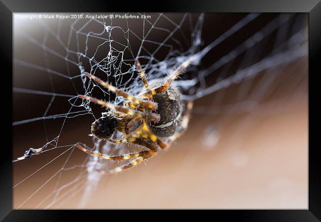  Spider Framed Print by Mark Roper