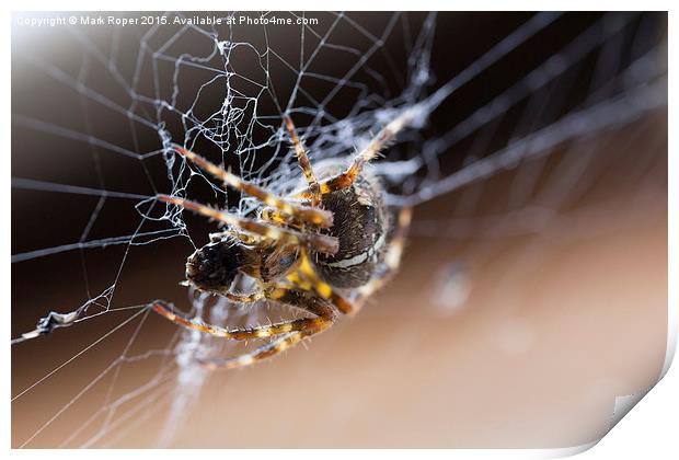  Spider Print by Mark Roper