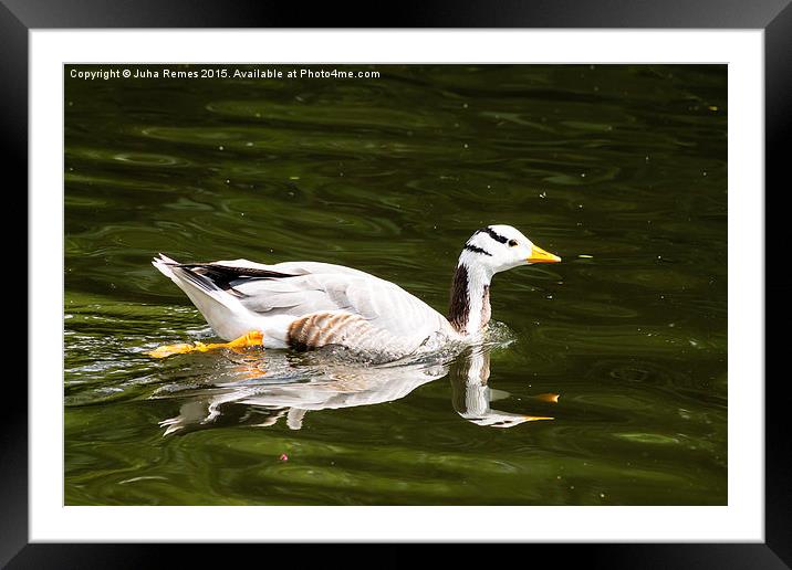 Bar-headed Goose Framed Mounted Print by Juha Remes