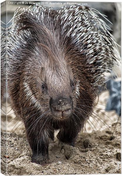 Indian crested porcupine Canvas Print by Jo Beerens