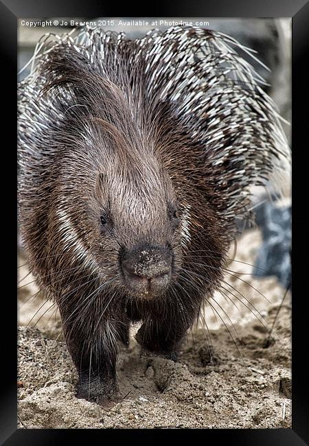 Indian crested porcupine Framed Print by Jo Beerens