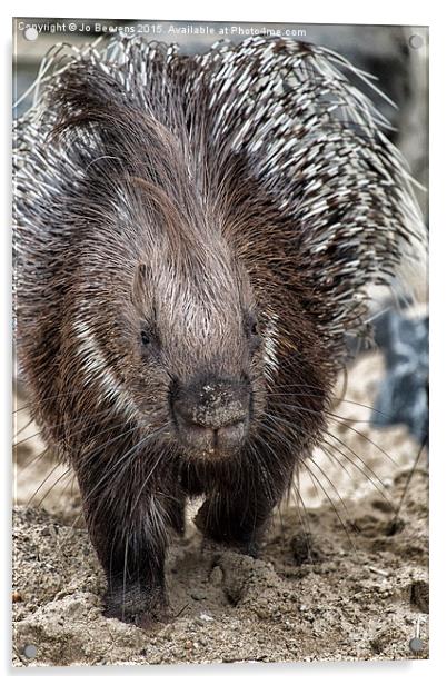 Indian crested porcupine Acrylic by Jo Beerens
