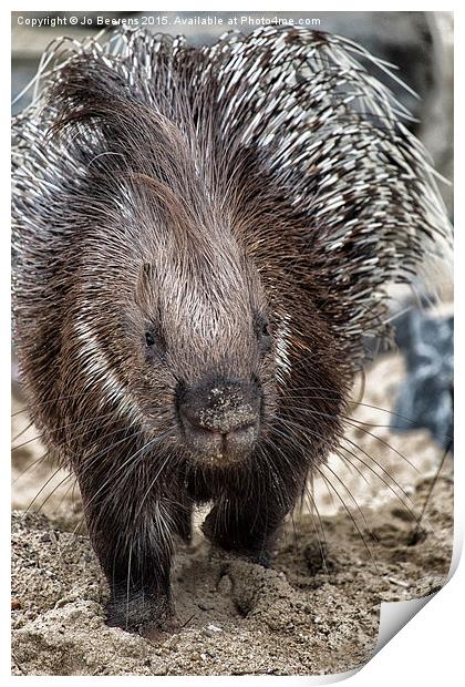 Indian crested porcupine Print by Jo Beerens