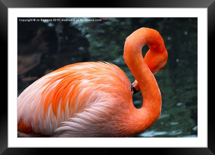 pink flamingo Framed Mounted Print by Jo Beerens