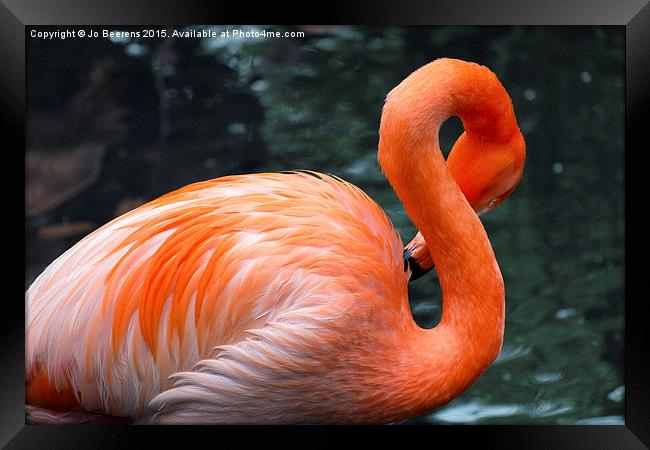 pink flamingo Framed Print by Jo Beerens