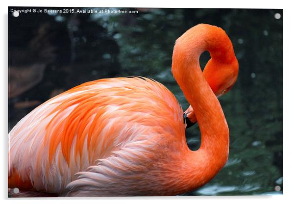 pink flamingo Acrylic by Jo Beerens