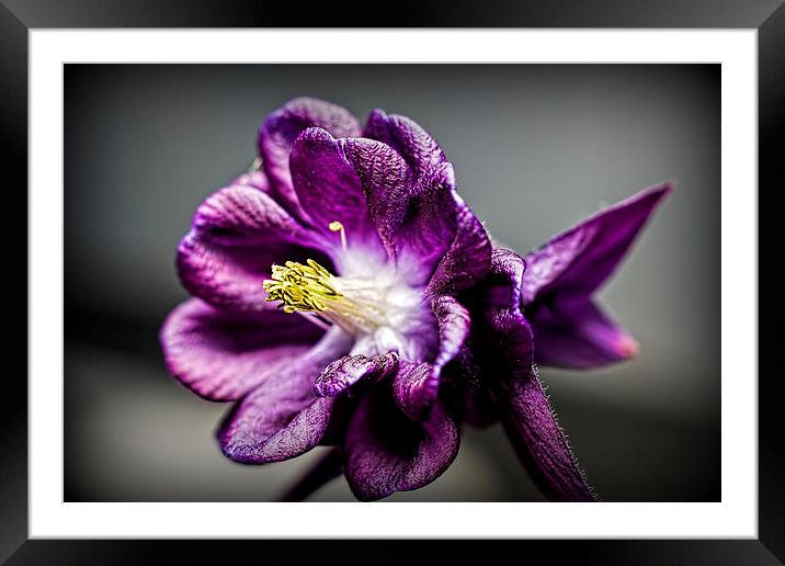  Purple Aquilega Framed Mounted Print by Colin Metcalf