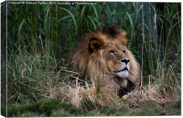 Lion In The Grass Canvas Print by Graham Palmer