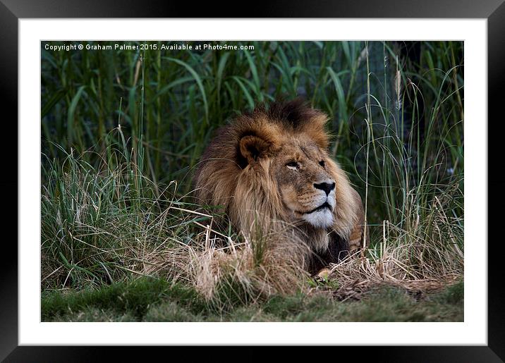 Lion In The Grass Framed Mounted Print by Graham Palmer