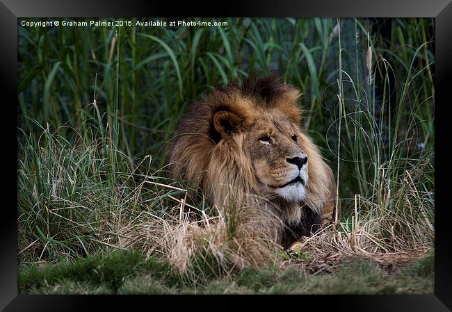 Lion In The Grass Framed Print by Graham Palmer