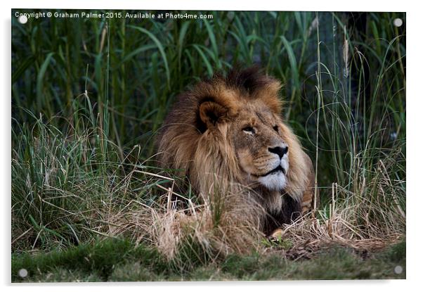 Lion In The Grass Acrylic by Graham Palmer