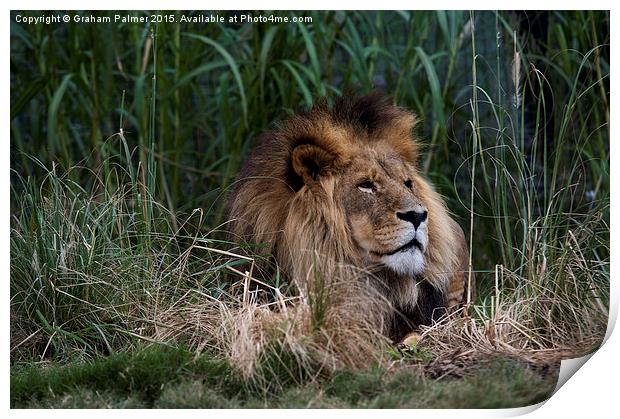 Lion In The Grass Print by Graham Palmer