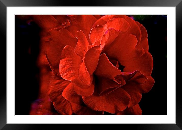  Red Rose Framed Mounted Print by Sue Bottomley
