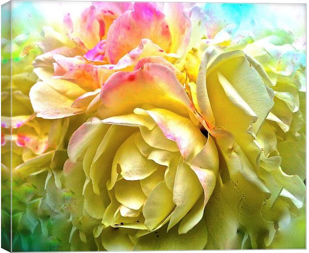  Rose petals within a Rose Canvas Print by Sue Bottomley