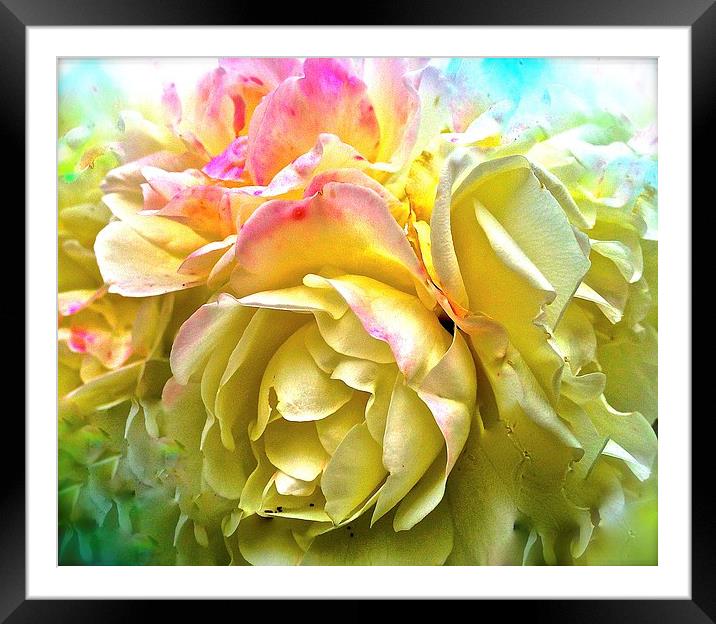  Rose petals within a Rose Framed Mounted Print by Sue Bottomley
