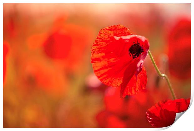  Poppy Print by Inguna Plume