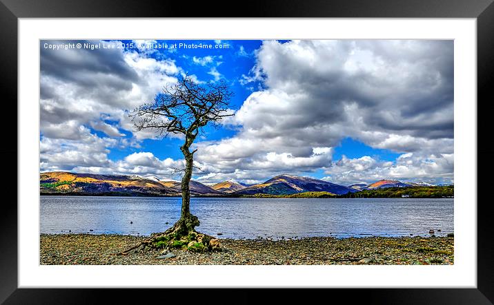  Oak Tree - Loch Lomond Framed Mounted Print by Nigel Lee
