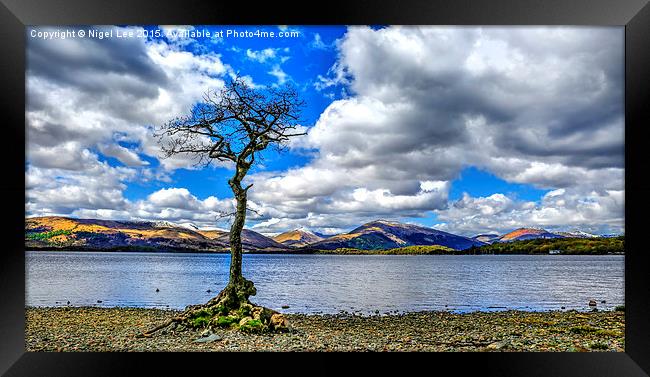  Oak Tree - Loch Lomond Framed Print by Nigel Lee