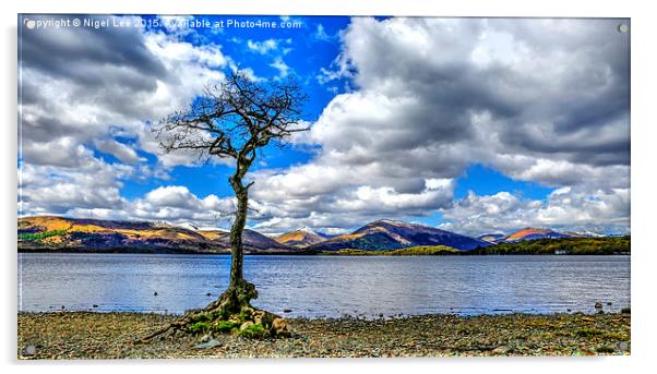  Oak Tree - Loch Lomond Acrylic by Nigel Lee